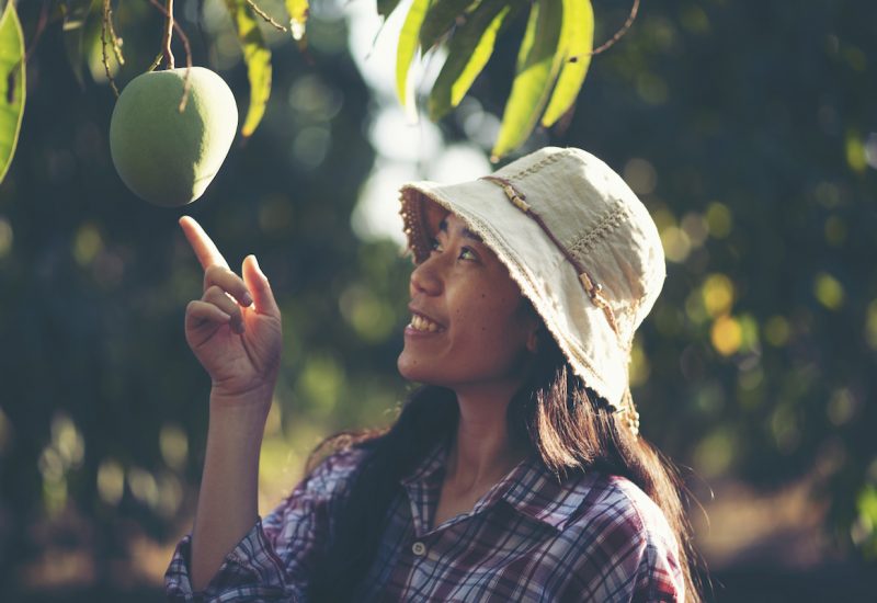 young women farmer, mango farm